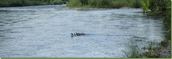 Clackamus River Fishing-005 Clackamus River Fishing-005