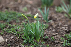 According to the myth, Narcissus died by that pool and this flower bloomed in his place.  Daffodils are often considered a symbol for unrequited love, for this same reason.