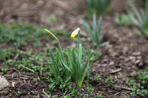 According to the myth, Narcissus died by that pool and this flower bloomed in his place.  Daffodils are often considered a symbol for unrequited love, for this same reason.