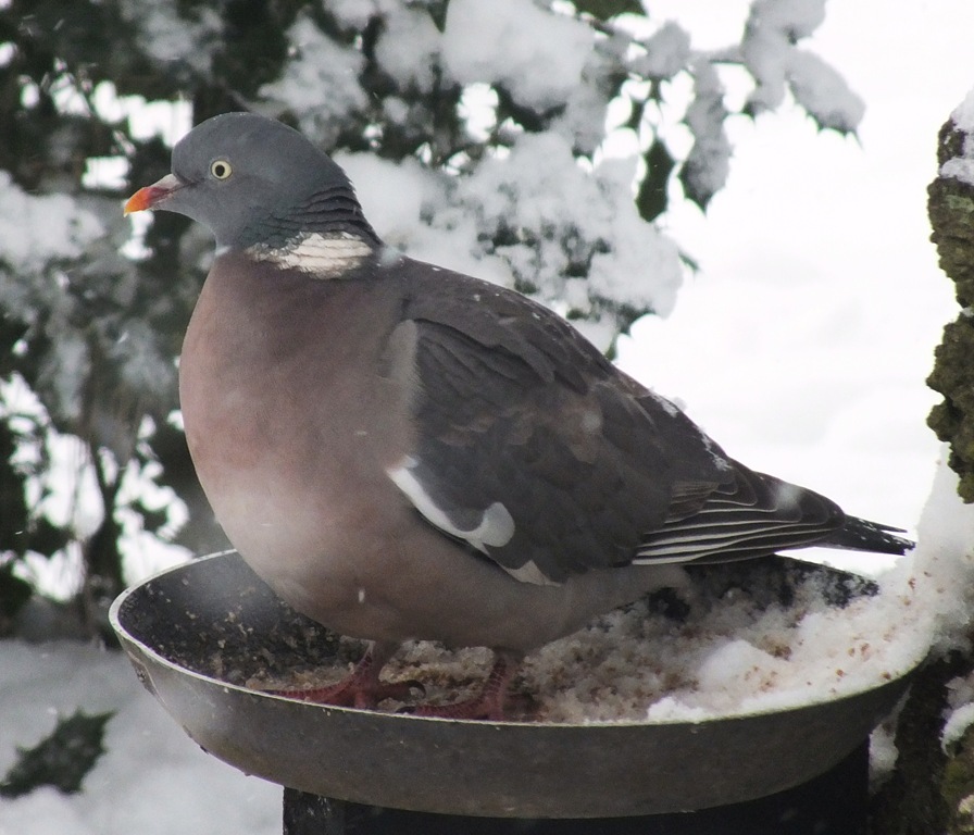 [wood%2520pigeon%255B4%255D.jpg]