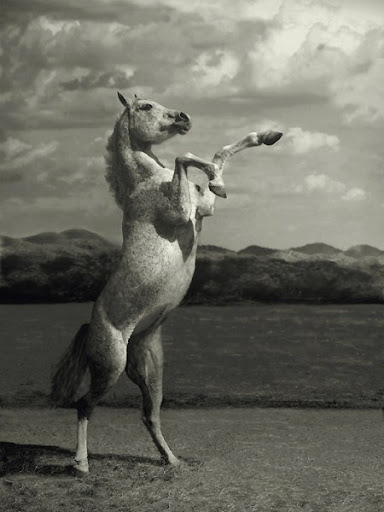 Arabian Wojtek Kwiatkowski Horse Photography