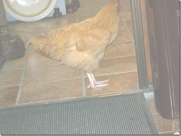 2011-07-14 Chickens 011