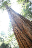 Small California Redwood