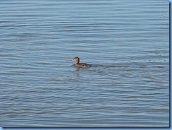 6282 Texas, South Padre Island - Birding and Nature Center guided bird walk - Red-breasted Merganser