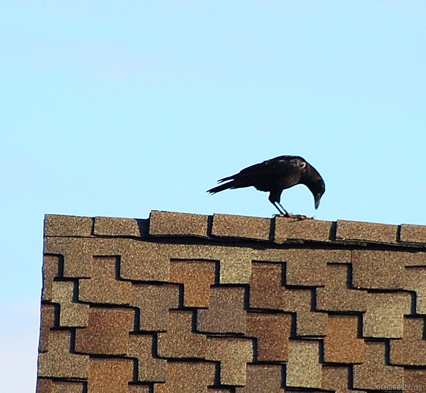 [4.%2520crow-kab%255B4%255D.jpg]