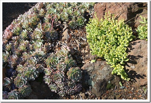 120128_UCBG_Graptopetalum-goldii- -Echeveria-sp_03