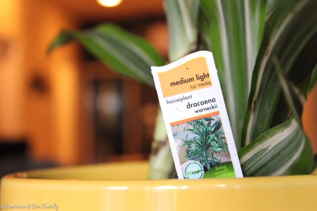 [dracaena%2520plant%2520stand%255B5%255D.jpg]