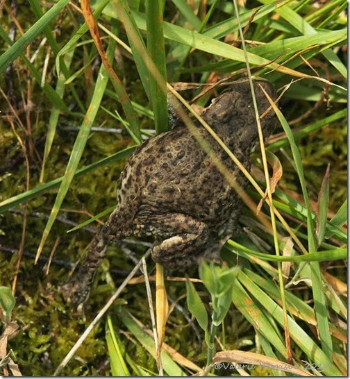 Common-Toad