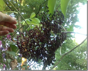 elderberries elderberries