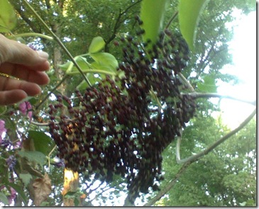 elderberries