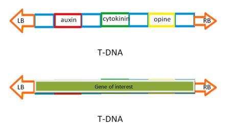 T-DNA