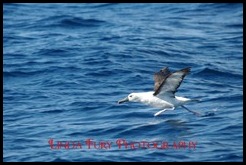 Cruise 052