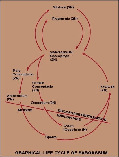 Sargassum life cycle Sargassum life cycle
