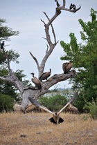 Your friendly neighbourhood vultures. Your friendly neighbourhood vultures.
