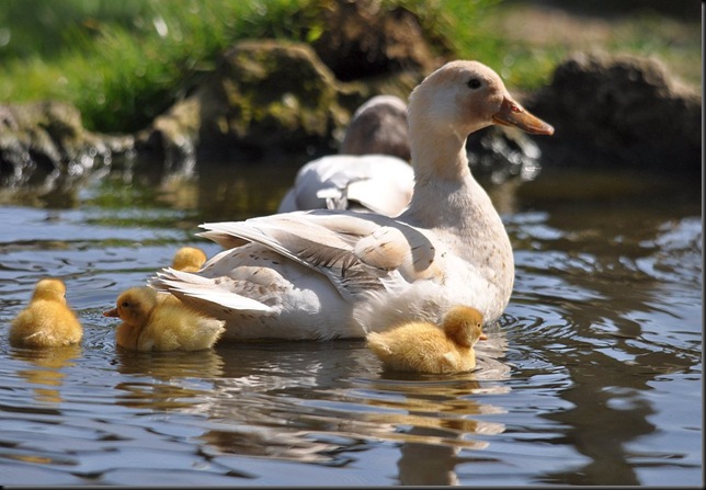 Call duck with new ducklings April 10 DSC_0225