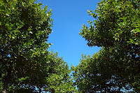 Lying under the trees