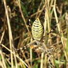 Wasp Spider