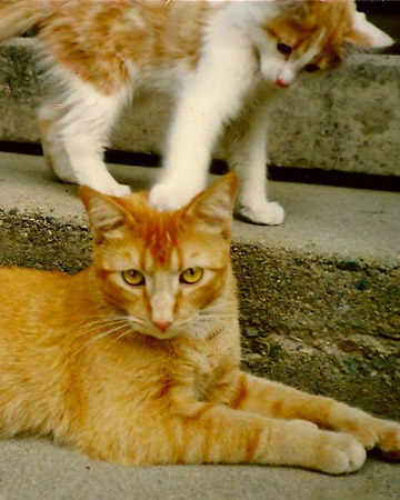 Raspurr and Molly, cats from Layton, Utah. Raspurr and Molly, cats from Layton, Utah.