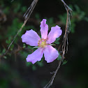 Purple Flower