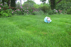 The grass is so hard to run in.  It's so wet and tall!  I'm soaked!
