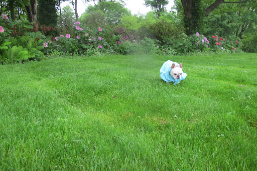 The grass is so hard to run in.  It's so wet and tall!  I'm soaked!