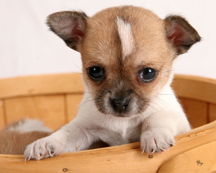 [Amazing%2520Animals%2520Pictures%2520Chihuahua%2520%25288%2529%255B4%255D.jpg]