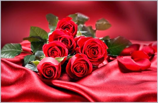 557102_nature_flowers_flower_red_roses_4350x2840_(www.GdeFon.ru)
