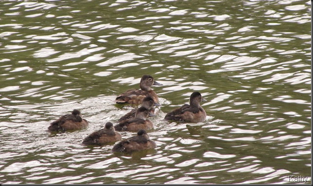 Ring-neck Duck Family