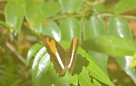 Adelpha cocala cocala CRAMER, [1779] . Layon près de Camp Patawa, Montagne de Kaw (Guyane). 15 novembre 2011. Photo : J.-M. Gayman