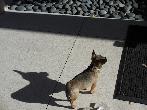 Minnow: 