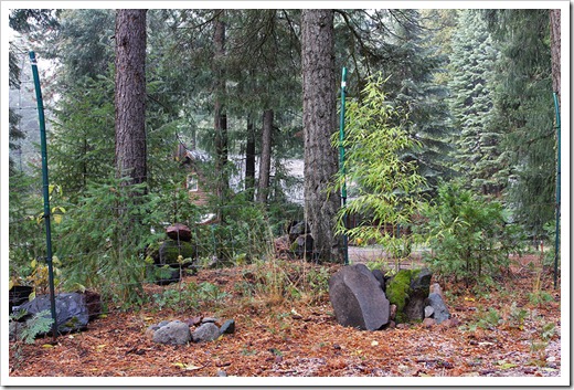 111124_Phyllostachys-nigra-Henon_02 111124_Phyllostachys-nigra-Henon_02