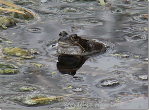 65-frog
