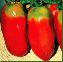 Tomate Scatolone