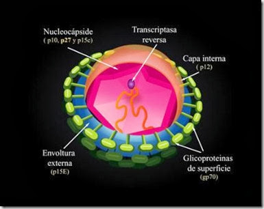Virus della leucemia felina- FeLV (I parte)