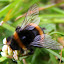 A Bumblebee Collects Its Pollen - Tauranga, New Zealand