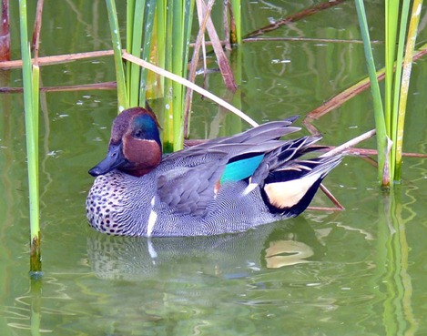 Green-wing Teal
