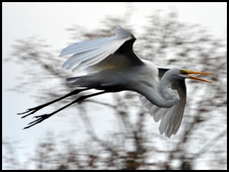 08 - Animals - Great Egret 3