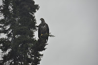 20120716_0070_N_Wabigoon.JPG Photo
