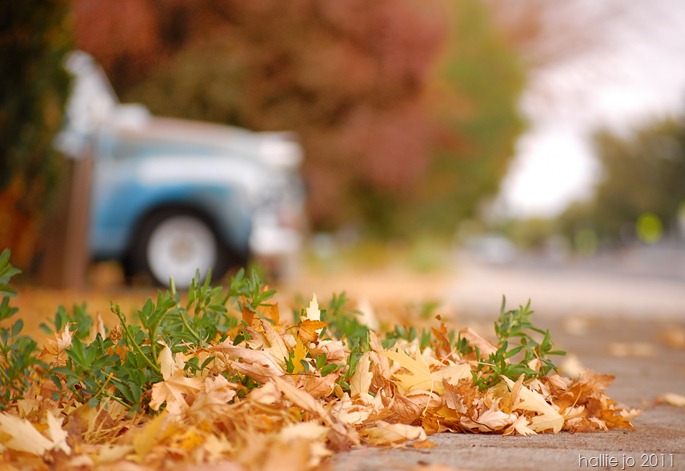 leaves