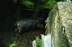 2002.06.10-154.28 hippopotame 2002.06.10-154.28 hippopotame