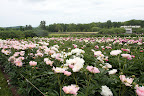 Martha's peonies are in full bloom and they look amazing!  I need to go and see them.