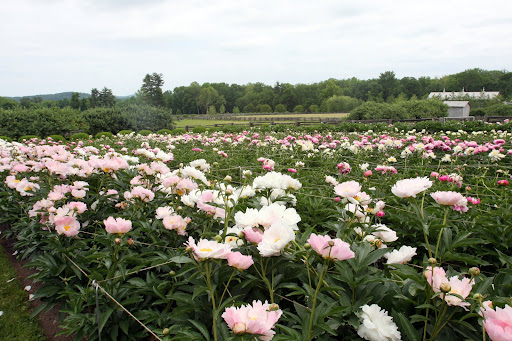 Martha's peonies are in full bloom and they look amazing!  I need to go and see them.