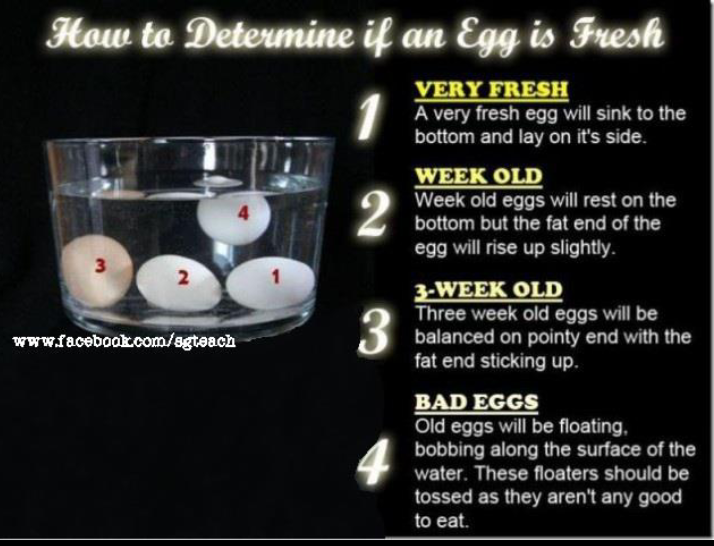 A Poor Mom's Guide to Country Living How to determine if an egg is good