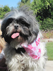 Once an adopter stepped up for her, she was taken to be spayed and accessorized for her trip east! Once an adopter stepped up for her, she was taken to be spayed and accessorized for her trip east!