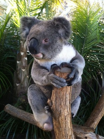 [funny-animals-cute-24%255B2%255D.jpg]