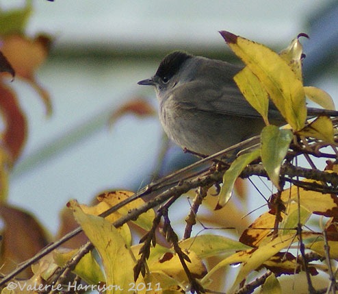 [blackcap-1%255B2%255D.jpg]