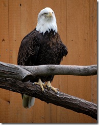 aviary53
