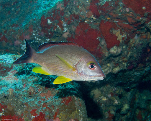 P5273699