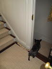 Francesca Explores Martha's Basement