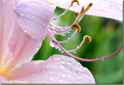 Tiger lilly and rain drops